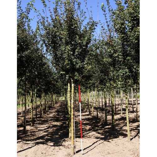 Naverlönn - Acer campestre 'Huibers Elegant' - Stammens omkrets 18-20 cm, höjd 4 +/- meter, HS,